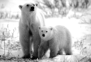 史料记载全球变暖有两次 大禹治水时气温很高
