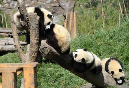 组图：震后卧龙大熊猫的生活