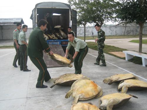 海南执法人员将查获的37只海龟放生(组图)