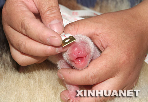 7月6日，中国保护大熊猫研究中心雅安碧峰峡基地的工作人员为刚出生的大熊猫宝宝做测量。当日上午，地震后由卧龙转移到雅安的大熊猫“帼帼”产下一对双胞胎，这是今年全球首只产仔的大熊猫。 “帼帼”今年12岁，是震后由卧龙中国保护大熊猫研究中心转移到该中心雅安碧峰峡基地的大熊猫之一。7月6日上午7时52分，在卧龙怀孕的“帼帼”产下了首只小仔；8时36分，“帼帼”产下了第二只小仔。 新华社发 