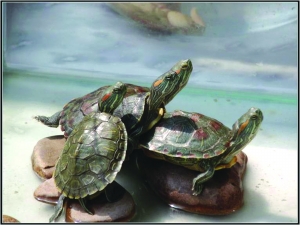 放生鱼儿白鲢花鲢是优选