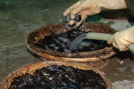 工人正在处理海参