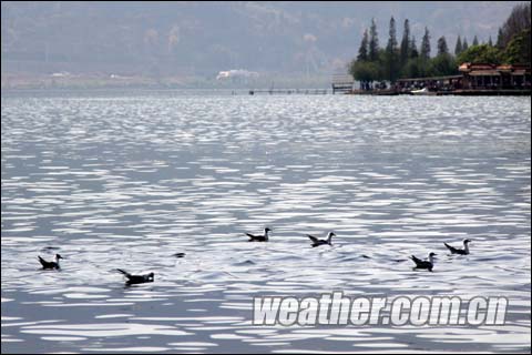 水鸟在滇池畅游。经过几年的治理，滇池的污染已经略有好转。