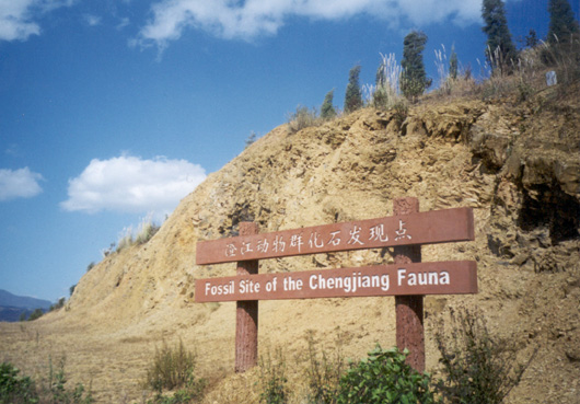 澄江化石群53亿年前的生命