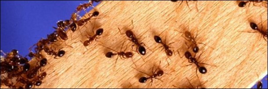 蚂蚁的群体智慧