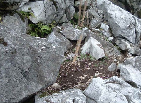 广东千万人受石漠化威胁石缝生存逼走村民