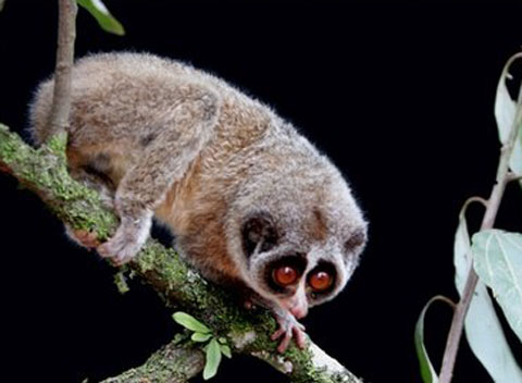 斯里兰卡发现消失多年大眼猴