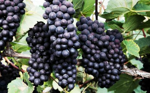 女人补血养颜最好的6种素食 \