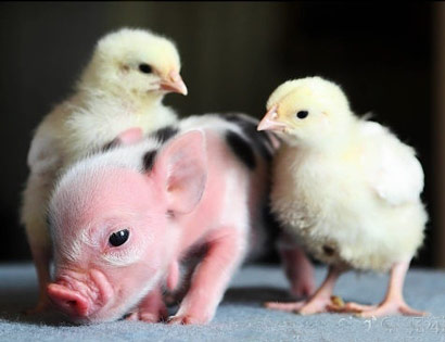 我们为什么应该素食