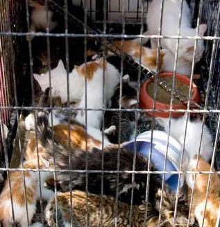 餐盘里盛满无尽血泪(图)