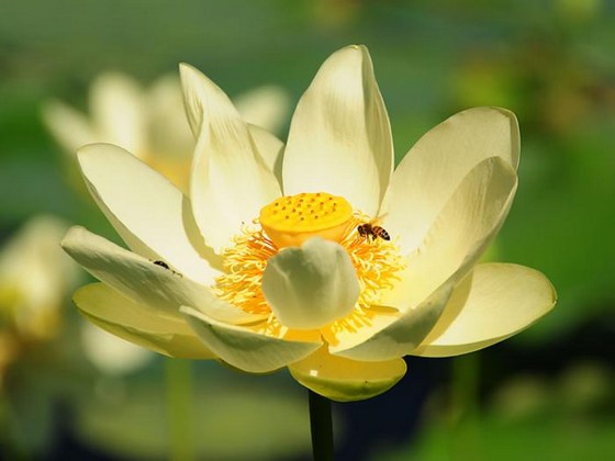 不除妄想,不求一心,全体背谬