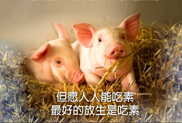 若能放生戒杀，地狱中也能解脱