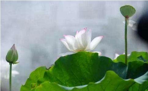 奇迹!全身各种疾病因放生都不药而愈 奇迹!全身各种疾病因放生都不药而愈