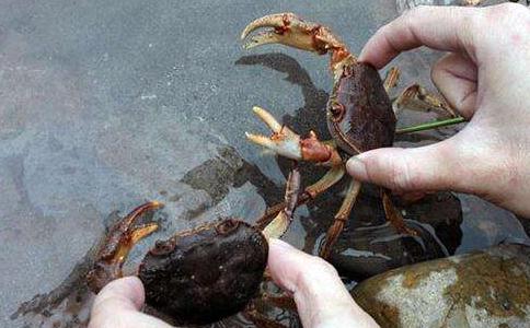 一次事后想来很奇异的放生螃蟹中的遇仙经历