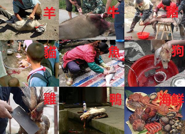 想避免人类流血,必须从餐桌上做起