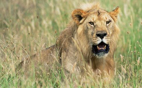 动物救小女孩的感人故事