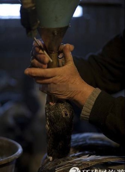 揭秘鹅肝残忍的生产过程