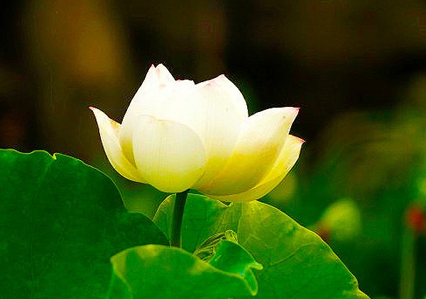 一念至诚,必有所感