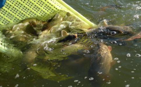 家长放生,孩子如愿考上大学 \