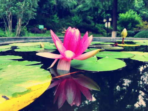 在极乐世界，所有资生用具应念即至