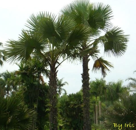 从贝叶经说到贝叶棕-佛教导航