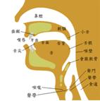 發音部位圖